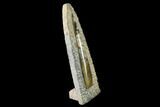 Fossil Orthoceras Sculpture - Tall - Morocco #136412-1
